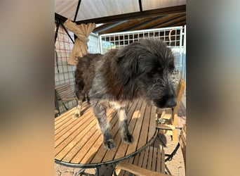 Fadia – gute Laune auf vier Pfoten