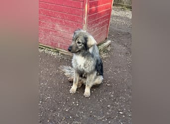 Nike – die introvertierte Herzenskandidatin sucht geduldiges Zuhause