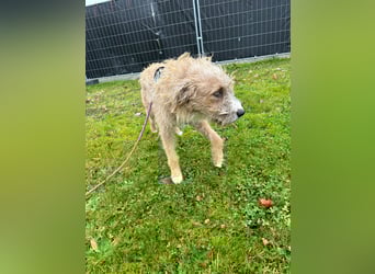 Taina sucht ihr für immer Zuhause