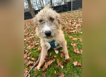 Taina sucht ihr für immer Zuhause