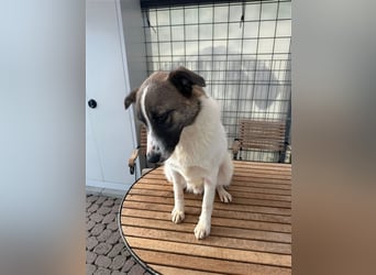NOUGAT sucht ein liebevolles und konsequentes Zuhause