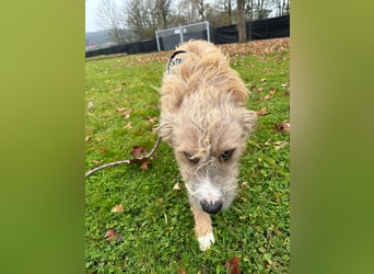 Taina sucht ihr für immer Zuhause