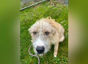 Taina sucht ihr für immer Zuhause