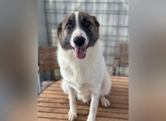 NOUGAT sucht ein liebevolles und konsequentes Zuhause