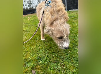 Taina sucht ihr für immer Zuhause