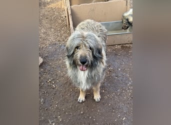 Nika braucht Liebe, ein Zuhause - und genau DICH!