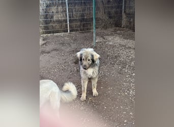 Nike – die introvertierte Herzenskandidatin sucht geduldiges Zuhause