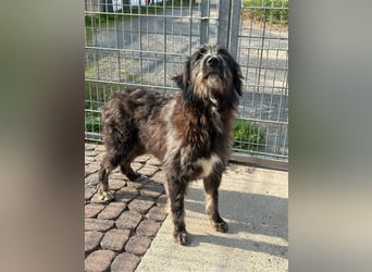 Fadia – gute Laune auf vier Pfoten