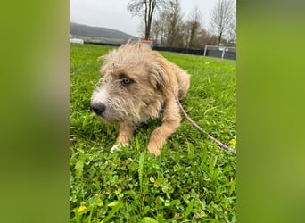 Taina sucht ihr für immer Zuhause