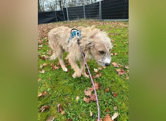 Taina sucht ihr für immer Zuhause