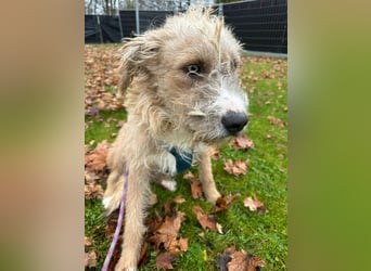 Taina sucht ihr für immer Zuhause