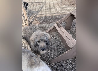 Nika braucht Liebe, ein Zuhause - und genau DICH!