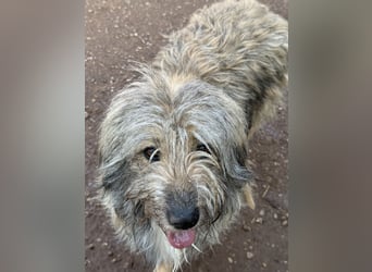 Nika braucht Liebe, ein Zuhause - und genau DICH!