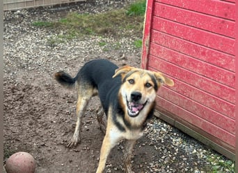 Odo – der kluge Kumpel mit Entdeckerherz