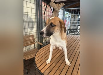 Bounty – ein Herz auf vier Pfoten sucht ihr Zuhause