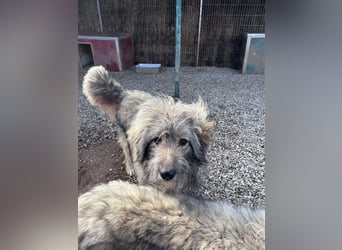 Nika braucht Liebe, ein Zuhause - und genau DICH!