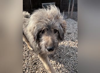 Nika braucht Liebe, ein Zuhause - und genau DICH!