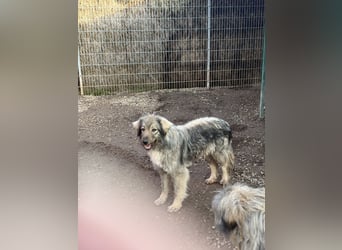 Nike – die introvertierte Herzenskandidatin sucht geduldiges Zuhause