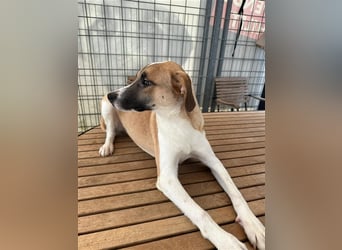 Bounty – ein Herz auf vier Pfoten sucht ihr Zuhause