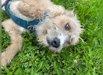 Taina sucht ihr für immer Zuhause