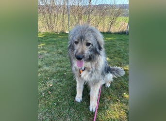 Nika braucht Liebe, ein Zuhause - und genau DICH!