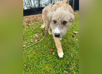 Taina sucht ihr für immer Zuhause