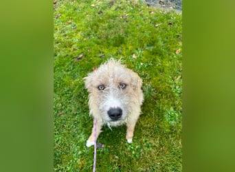 Taina sucht ihr für immer Zuhause