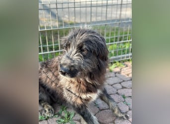 Fadia – gute Laune auf vier Pfoten