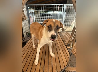 Bounty – ein Herz auf vier Pfoten sucht ihr Zuhause