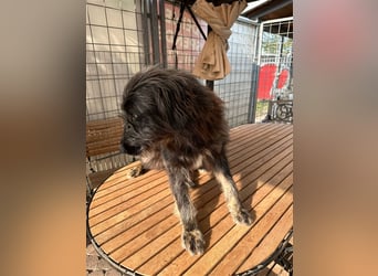 Fadia – gute Laune auf vier Pfoten