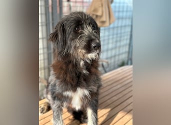 Fadia – gute Laune auf vier Pfoten