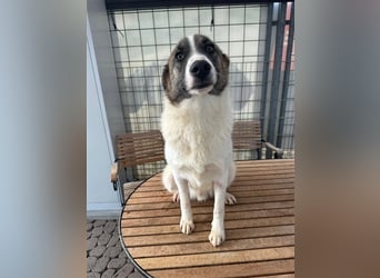 NOUGAT sucht ein liebevolles und konsequentes Zuhause