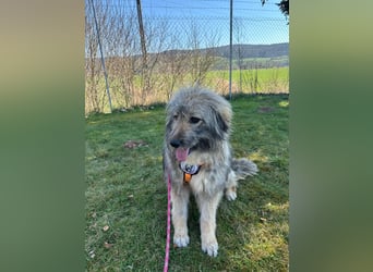 Nika braucht Liebe, ein Zuhause - und genau DICH!