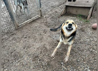 Odo – der kluge Kumpel mit Entdeckerherz