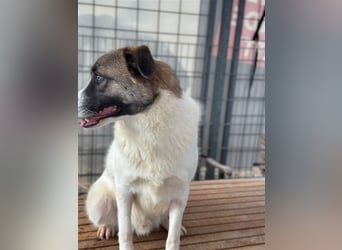 NOUGAT sucht ein liebevolles und konsequentes Zuhause