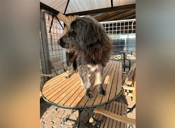 Fadia – gute Laune auf vier Pfoten