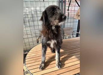 Fadia – gute Laune auf vier Pfoten