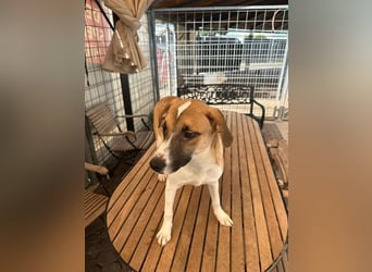 Bounty – ein Herz auf vier Pfoten sucht ihr Zuhause