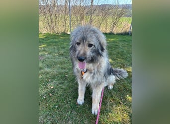 Nika braucht Liebe, ein Zuhause - und genau DICH!