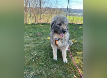 Nika braucht Liebe, ein Zuhause - und genau DICH!