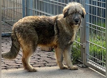 Nika braucht Liebe, ein Zuhause - und genau DICH!