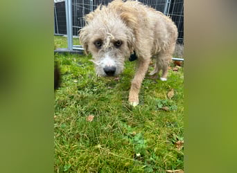 Taina sucht ihr für immer Zuhause