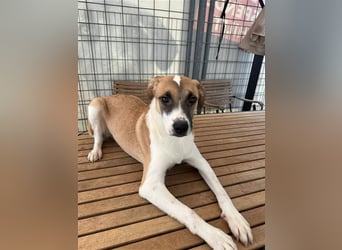 Bounty – ein Herz auf vier Pfoten sucht ihr Zuhause