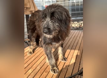 Fadia – gute Laune auf vier Pfoten