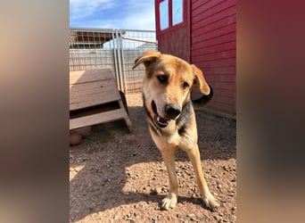 Odo – der kluge Kumpel mit Entdeckerherz