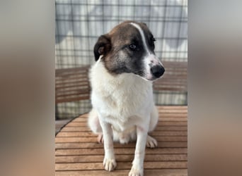 NOUGAT sucht ein liebevolles und konsequentes Zuhause
