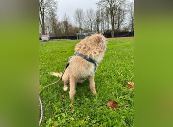 Taina sucht ihr für immer Zuhause