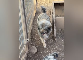 Nika braucht Liebe, ein Zuhause - und genau DICH!