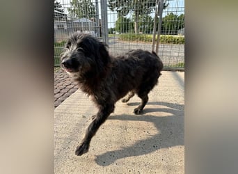 Fadia – gute Laune auf vier Pfoten