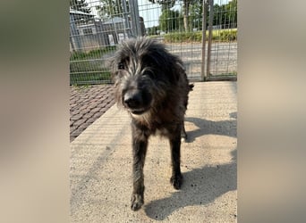 Fadia – gute Laune auf vier Pfoten